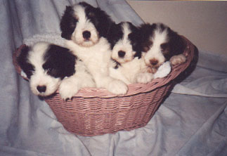 puppy basket1.jpg (19106 bytes)