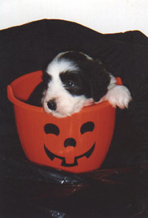 puppy_pumpkin.jpg (12131 bytes)
