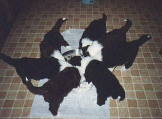 seven_puppies.jpg (19931 bytes)